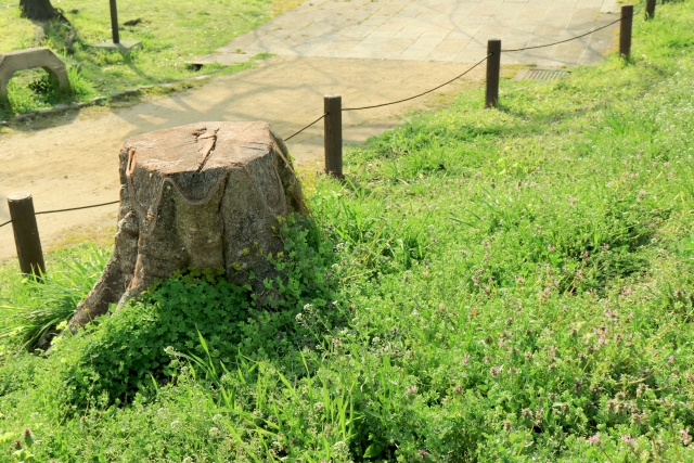 除去していない できない 切り株がありませんか すまいるーむ